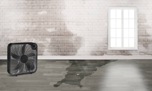Best Professional water damage repair  in Vaeboro, NC